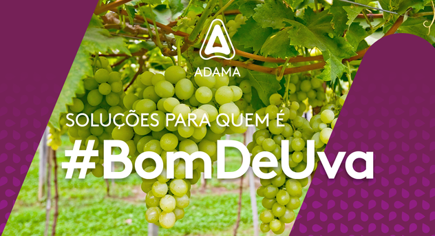 Soluções para quem é Bom de Uva