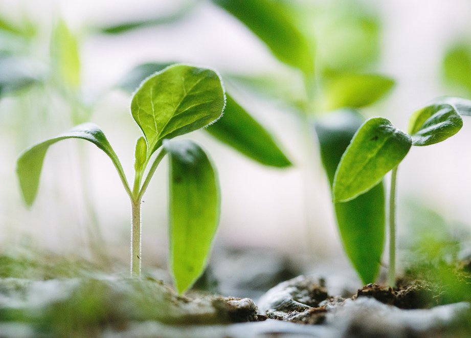 Plantas jovens de soja
