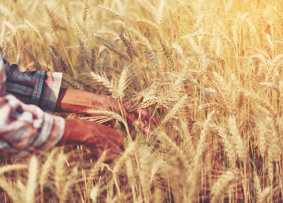 Mãos em um campo de trigo