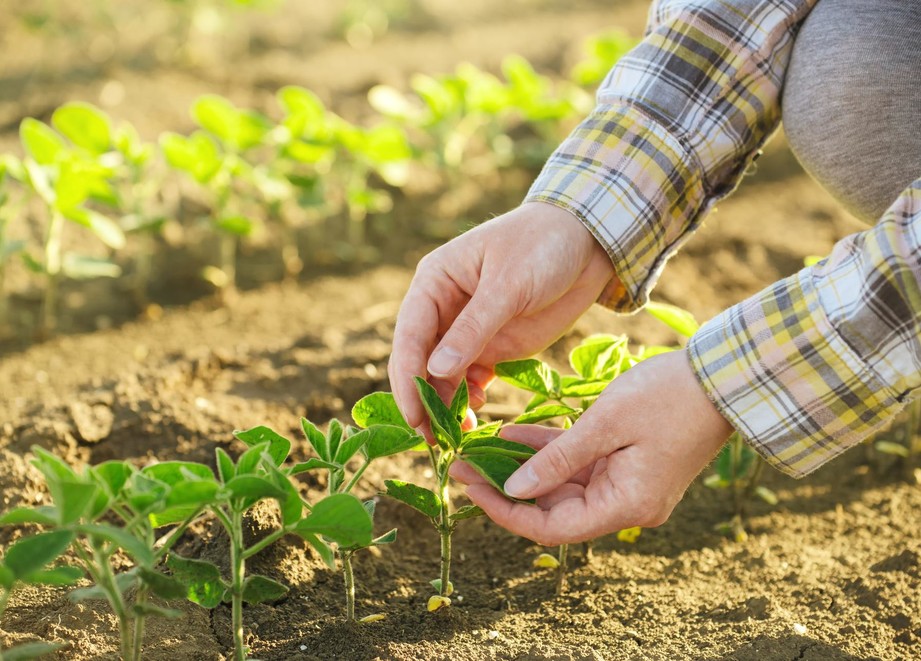 Agricultor com plantas de soja