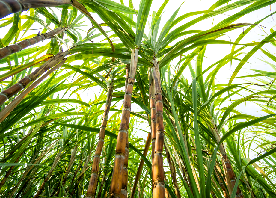 Plantação de cana-de-açucar