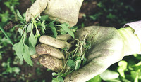mãos segurando plantas daninhas