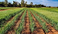 Área de cana tratada com Jumbo®, o novo herbicida da ADAMA