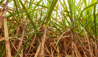 Cana-de-açúcar