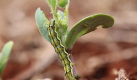 Lagarta (Helicoverpa sp.) em soja
