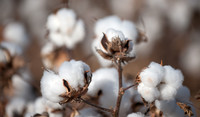 Algodão