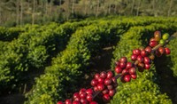 Lavoura de café