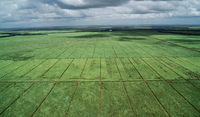 Foto aérea de área plantada de cana-de-açúcar