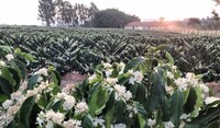 Trivor para café