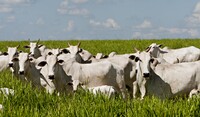 ADAMA apresenta inovações para uma pecuária produtiva e sustentável no Mega Leilão Estância Bahia