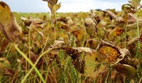 Lavoura de soja com ferrugem