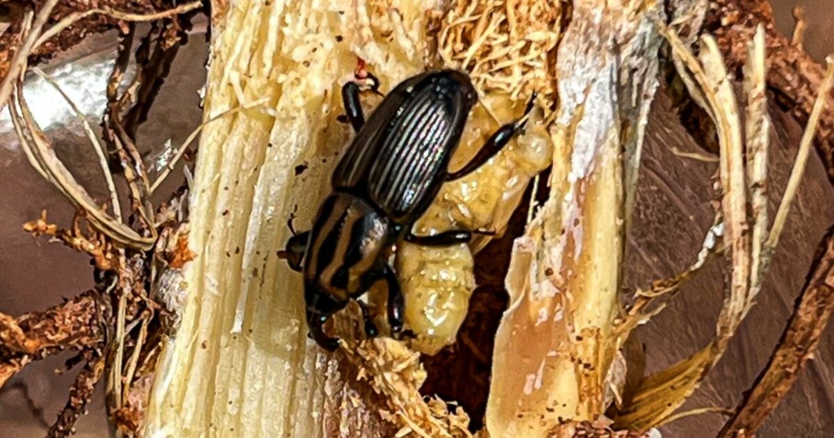 Sphenophorus1.jpg?h=3c8e66ab&