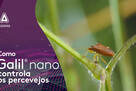 como galil nano controla os percevejos