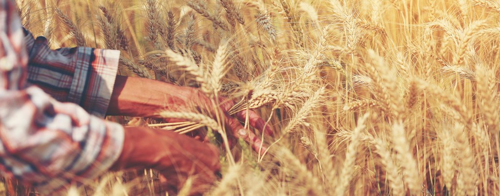 Hands in wheat