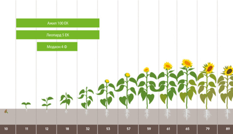 Sunflower.jpg