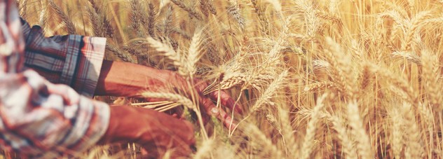 Hands in Wheat