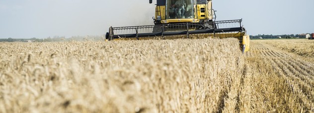 wheat harvesting