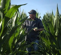 Farmer in corn