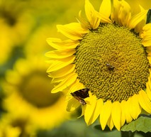 Слънчоглед