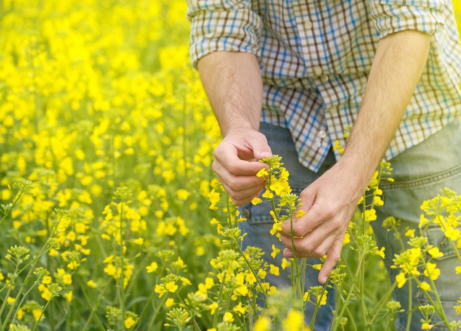 farmer in canola