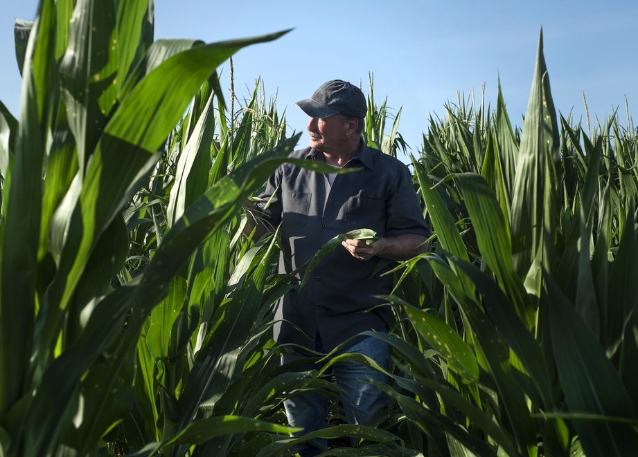 Farmer in corn