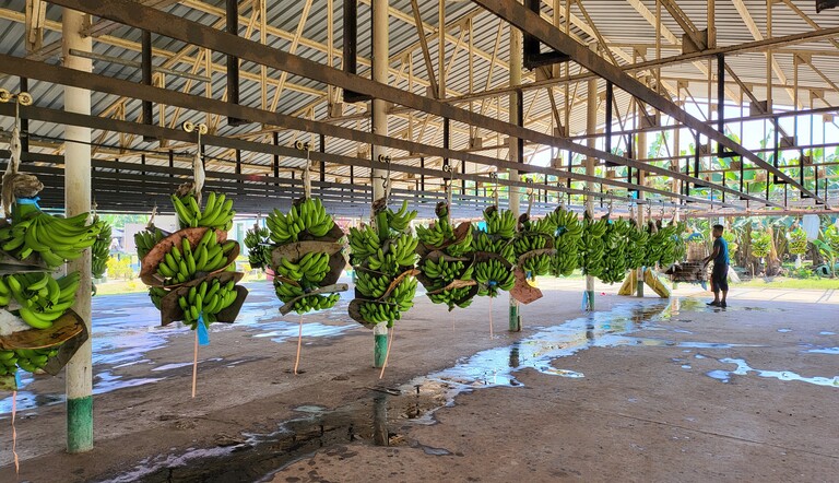 control de Sigatoka Negra en banano de exportación