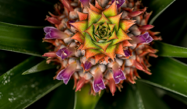 Piña Flor