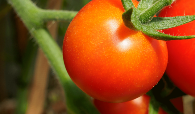 Tomate