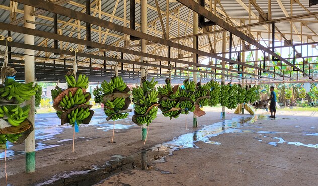 control de Sigatoka Negra en banano de exportación