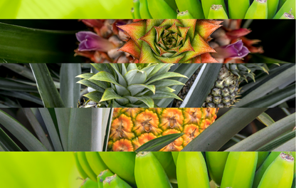 ExpertGrow PiñaBanano