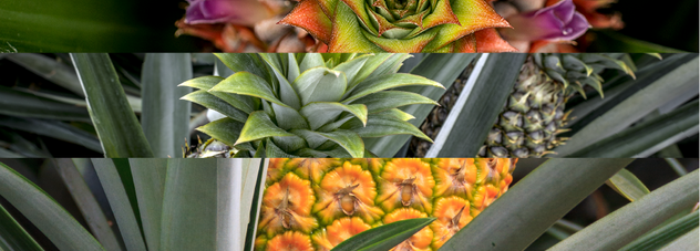 ExpertGrow PiñaBanano