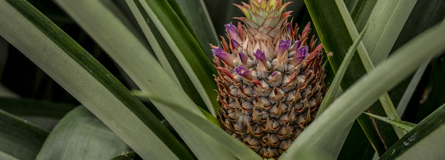Piña