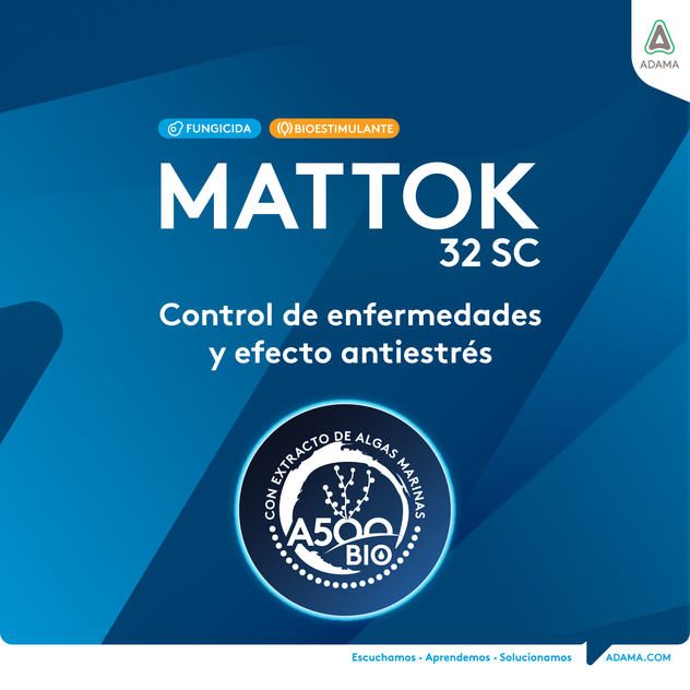Mattok ADAMA