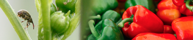 Bioinsecticidas