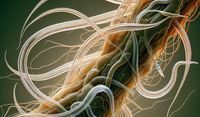 Nimitz nematicida - control de nematodos