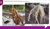 Daño en raíces de tomate causado por nematodos Meloidogyne spp en cultivo de hortalizas en Guatemala
