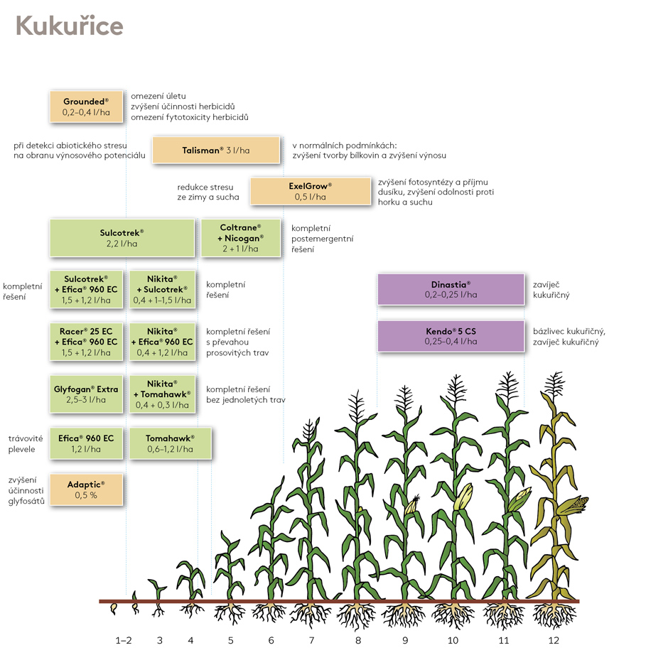 ošetření kukuřice