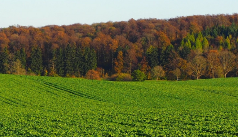 OSR