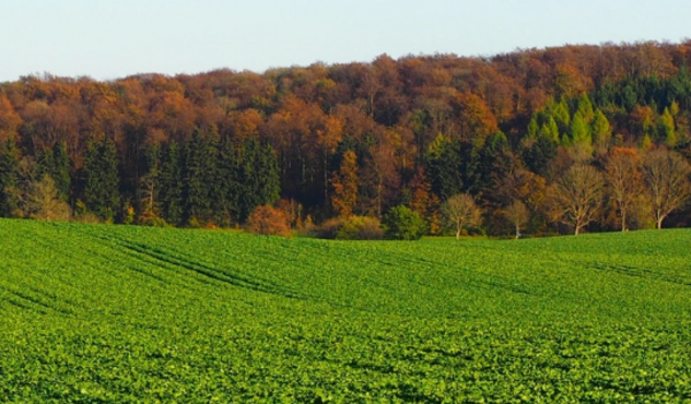 OSR