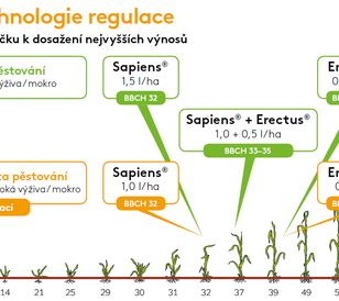 Sapiens Erectus