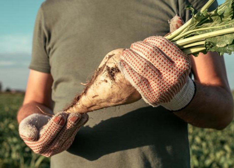 cukrovka