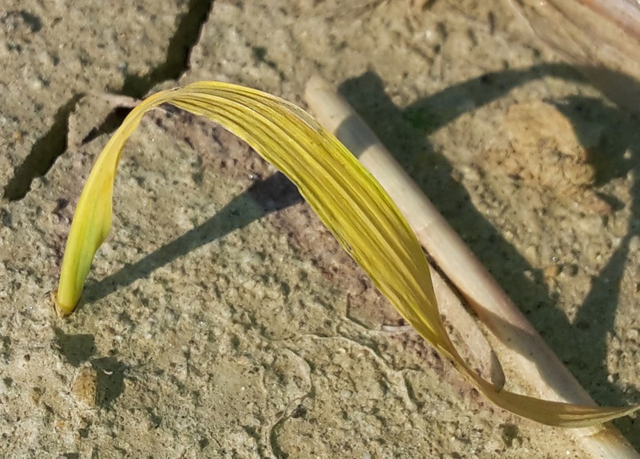 Rychlost je hlavní předností Agilu 100 EC (výdrol 7 dnů po aplikaci)