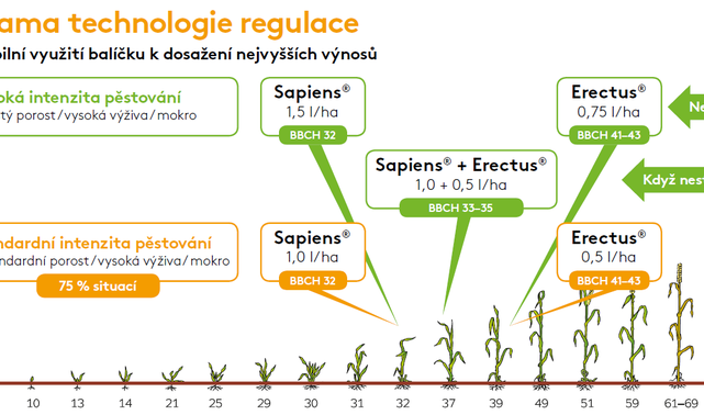 Sapiens Erectus