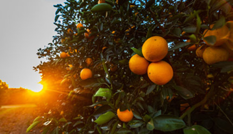¡Apetito por las naranjas!