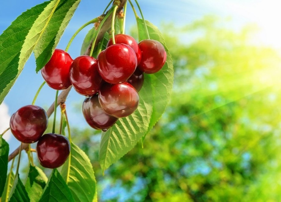 Cereza