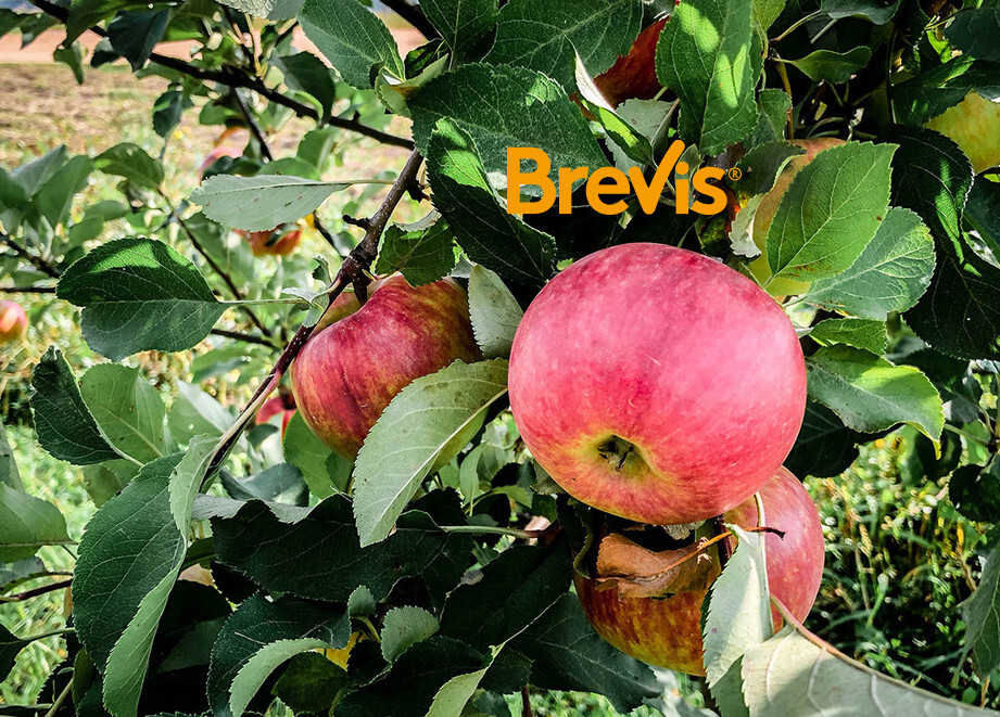 Brevis
