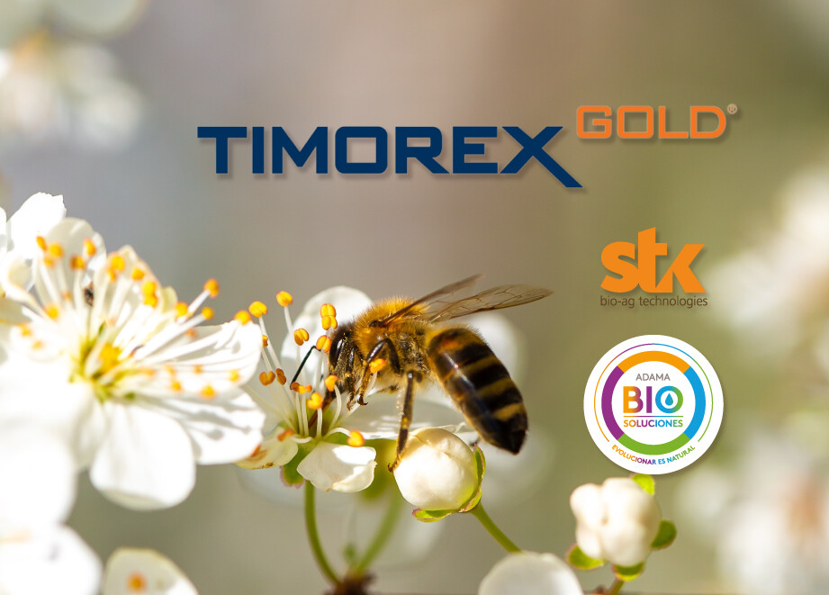 Banner Adama Timorex Gold