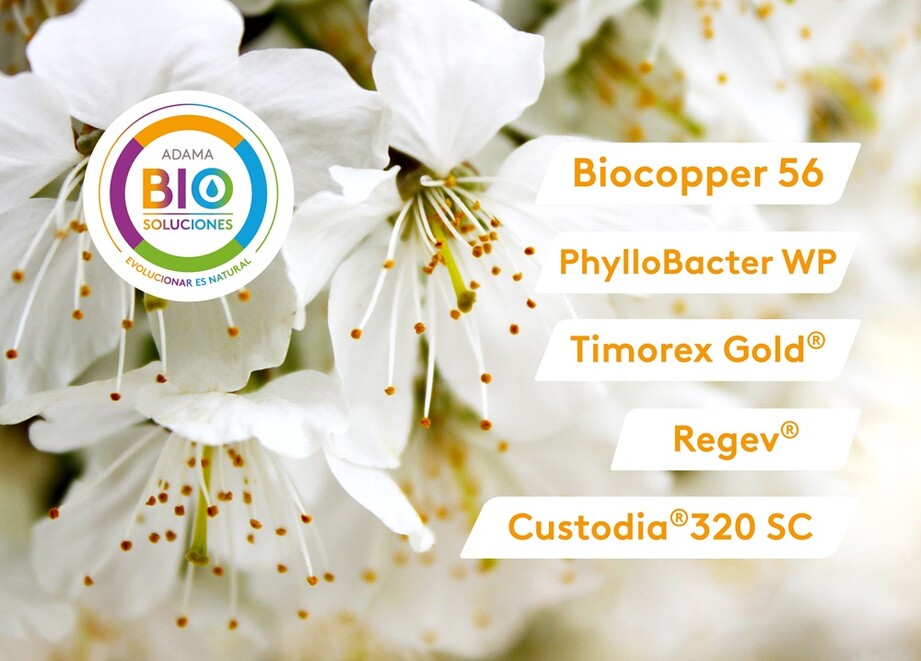 Banners Adama Brotación Floración