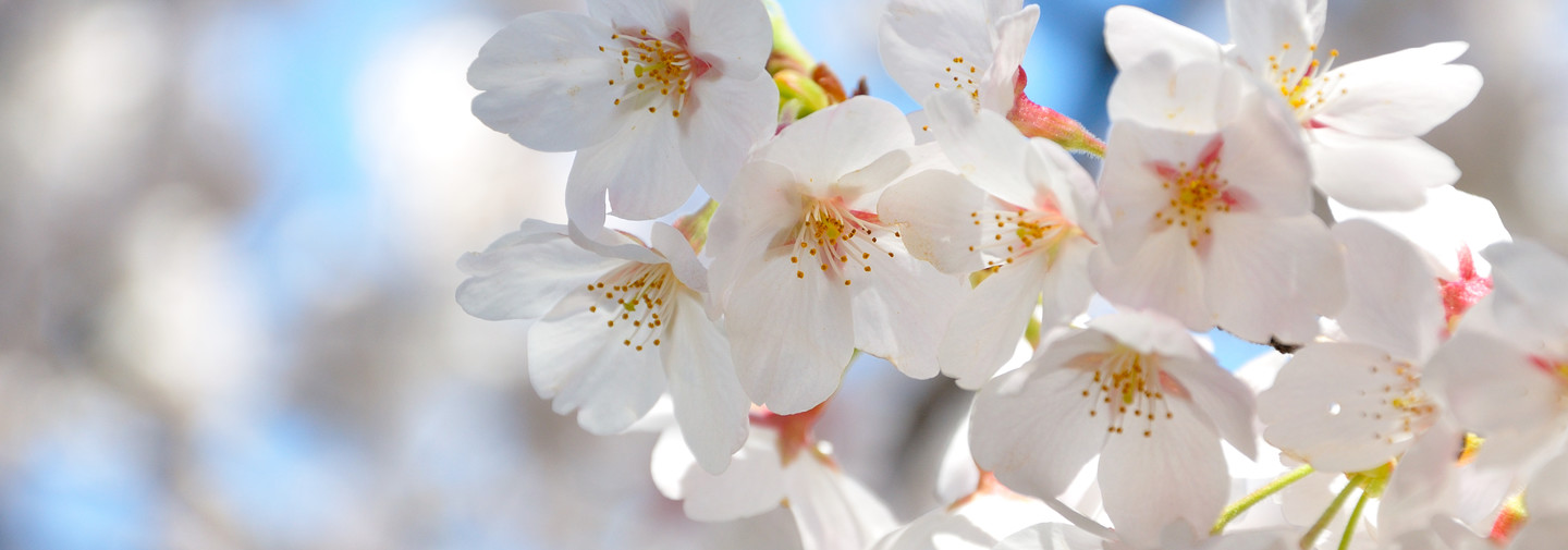 Cerezos en flor