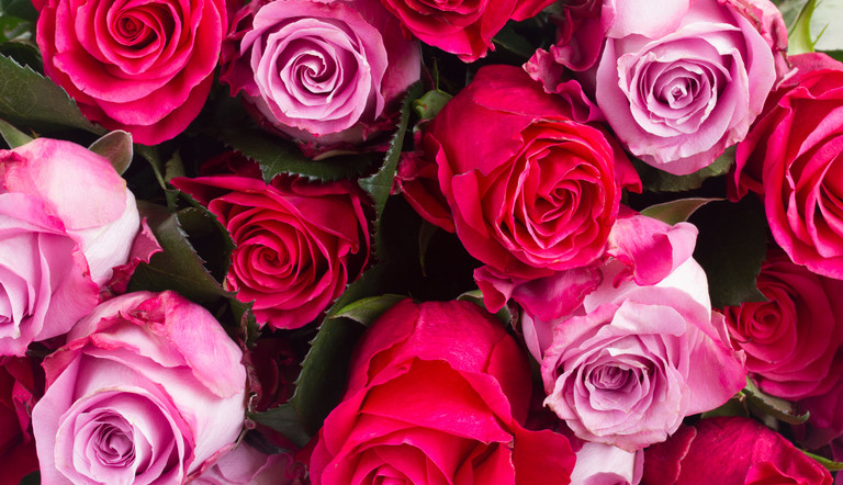 rosas